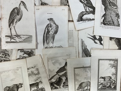 Lot 324 - 40 plates from the 1812 edition of de Buffon's Natural History