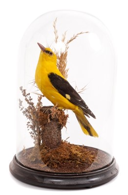 Lot 912 - Golden Oriole perched on a branch, under glass dome