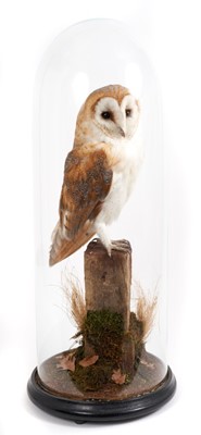 Lot 911 - Barn Owl perched on a wooden post under glass dome, on ebonised base (A10 certificate in place)