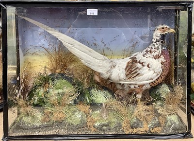 Lot 913 - Cock Pheasant displaying variegated plumage within naturalistic setting in glazed case