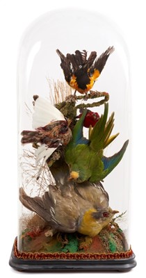 Lot 914 - Display of five Exotic birds within a naturalistic setting under glass dome