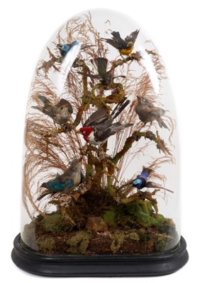 Lot 915 - Display of eight Exotic birds within naturalistic setting under a glass dome