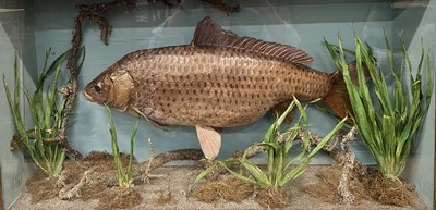 Lot 918 - Large preserved Common Carp within naturalistic setting in glazed case