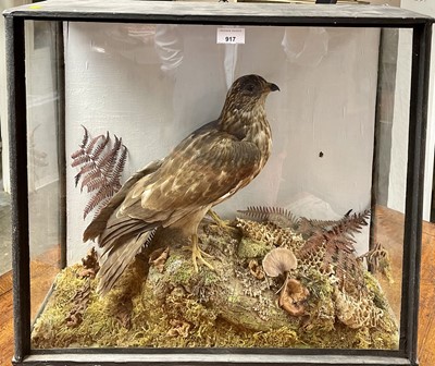 Lot 917 - Honey buzzard within naturalistic setting in glazed case