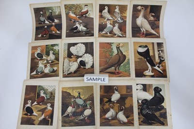 Lot 979 - Collection of eighteen 19th century unframed pigeon prints from Cassell's Pigeon Book, 17cm x 21.5cm