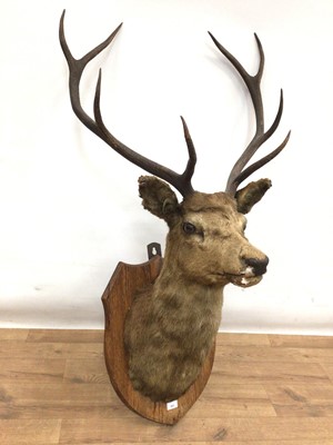 Lot 905 - Red Deer head and shoulders on shield shaped wall mount