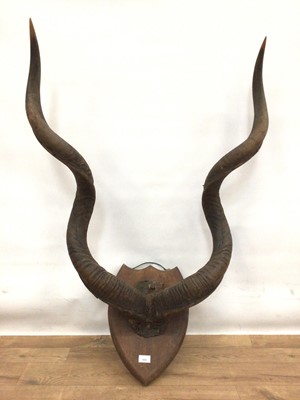 Lot 906 - Impressive pair of Kudu horns on shield shaped wall mount