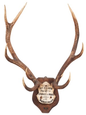 Lot 907 - Pair Red Deer antlers on shield shaped mount