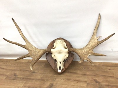 Lot 908 - Moose skulls and antlers on shield shaped wall mount