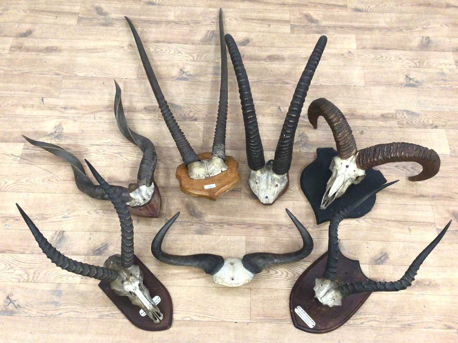 Lot 909 - Collection of seven various horns including Oryx, Sable, Kudu, Buffalo, Ram, Kob and Impala Antelope