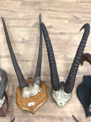 Lot 909 - Collection of seven various horns including Oryx, Sable, Kudu, Buffalo, Ram, Kob and Impala Antelope