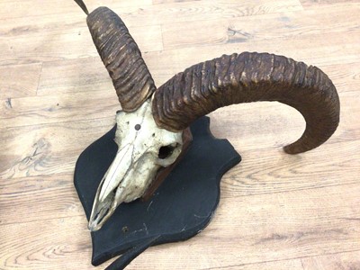 Lot 909 - Collection of seven various horns including Oryx, Sable, Kudu, Buffalo, Ram, Kob and Impala Antelope