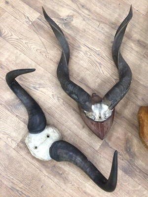 Lot 909 - Collection of seven various horns including Oryx, Sable, Kudu, Buffalo, Ram, Kob and Impala Antelope