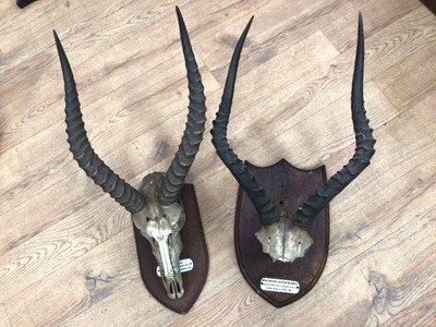 Lot 909 - Collection of seven various horns including Oryx, Sable, Kudu, Buffalo, Ram, Kob and Impala Antelope