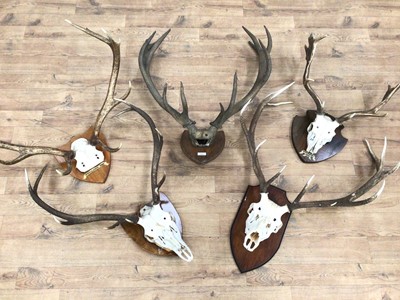 Lot 910 - Fallow Buck skull and antlers and four Red Deer antlers (5)