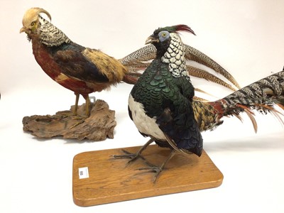 Lot 950 - Lady Amherst’s Pheasant and Golden Pheasant