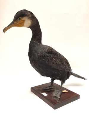 Lot 951 - Cormorant mounted on a rectangular mahogany base