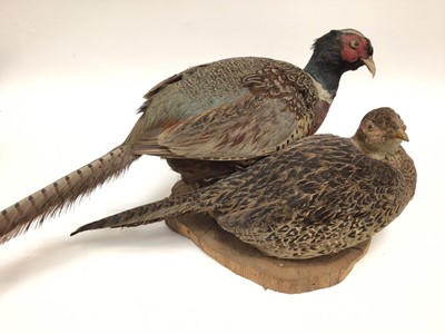 Lot 909 - Cock and Hen Pheasant on naturalistic wooden base, together with two other cocks and one hen