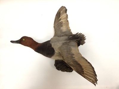 Lot 953 - Red-headed duck, female Goldeneye, pair similar and one other duck