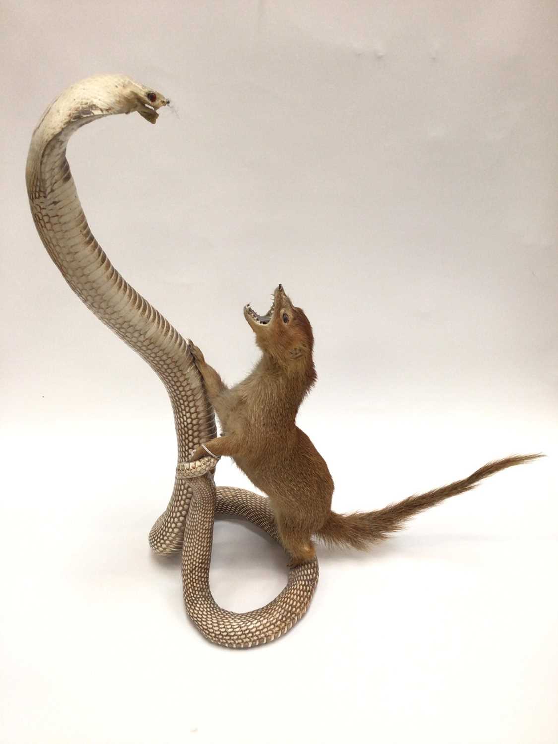 Lot 955 - Cobra and Mongoose fighting and two other preserved snakes