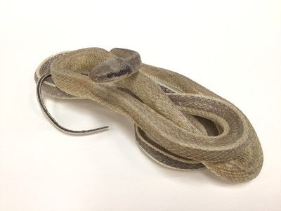 Lot 955 - Cobra and Mongoose fighting and two other preserved snakes