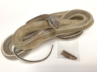 Lot 955 - Cobra and Mongoose fighting and two other preserved snakes