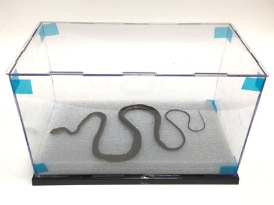 Lot 955 - Cobra and Mongoose fighting and two other preserved snakes