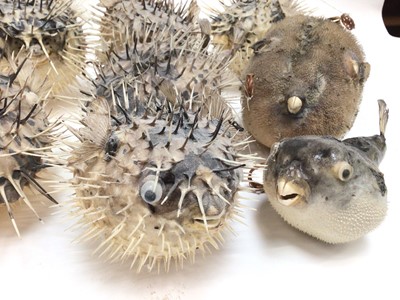 Lot 174 - Collection of ten preserved Puffer fish