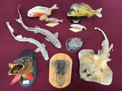 Lot 957 - Two preserved Pike heads, four Piranhas, two Dogfish, Ray and Horseshoe Crab