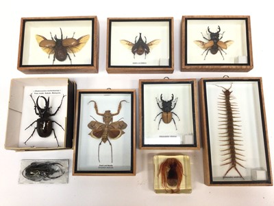 Lot 959 - Collection of various beetles, scorpions, lizards and other insects