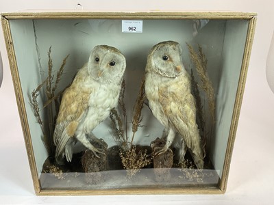 Lot 962 - Pair Barn Owls within naturalistic setting in glazed case