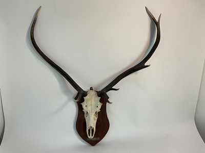 Lot 965 - Red Deer skull and antlers on shield shaped wall mount