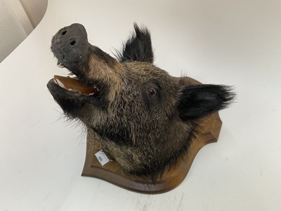 Lot 966 - Wild Boar head on shield shaped wall mount