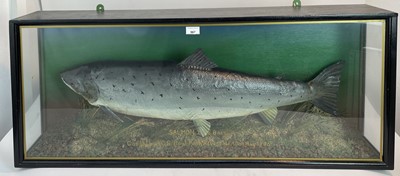 Lot 967 - Large preserved Salmon within naturalistic setting in glazed case