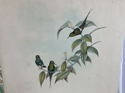 Lot 64 - Two 19th century lithographic prints after J Gould - 'Adelomyia Floriceps' 28cm x 49cm and 'Goulding Conversi', 28cm x 46cm, both unframed