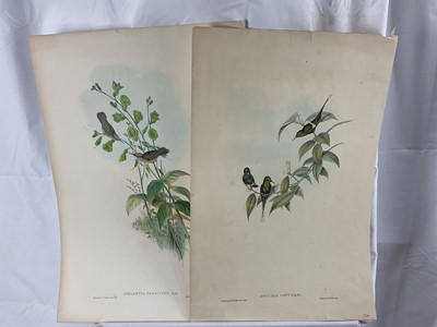 Lot 119 - Two 19th century lithographic prints after J Gould - 'Adelomyia Floriceps' 28cm x 49cm and 'Goulding Conversi', 28cm x 46cm, both unframed