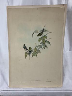 Lot 119 - Two 19th century lithographic prints after J Gould - 'Adelomyia Floriceps' 28cm x 49cm and 'Goulding Conversi', 28cm x 46cm, both unframed