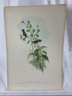 Lot 64 - Two 19th century lithographic prints after J Gould - 'Adelomyia Floriceps' 28cm x 49cm and 'Goulding Conversi', 28cm x 46cm, both unframed