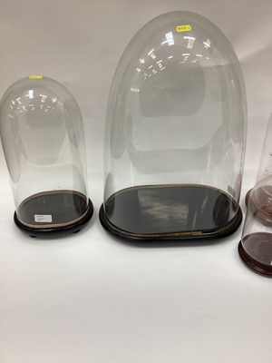 Lot 2401 - Five glass domes various