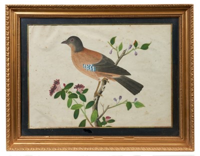 Lot 784 - Set of three 19th century Indian Company School watercolour paintings of exotic birds