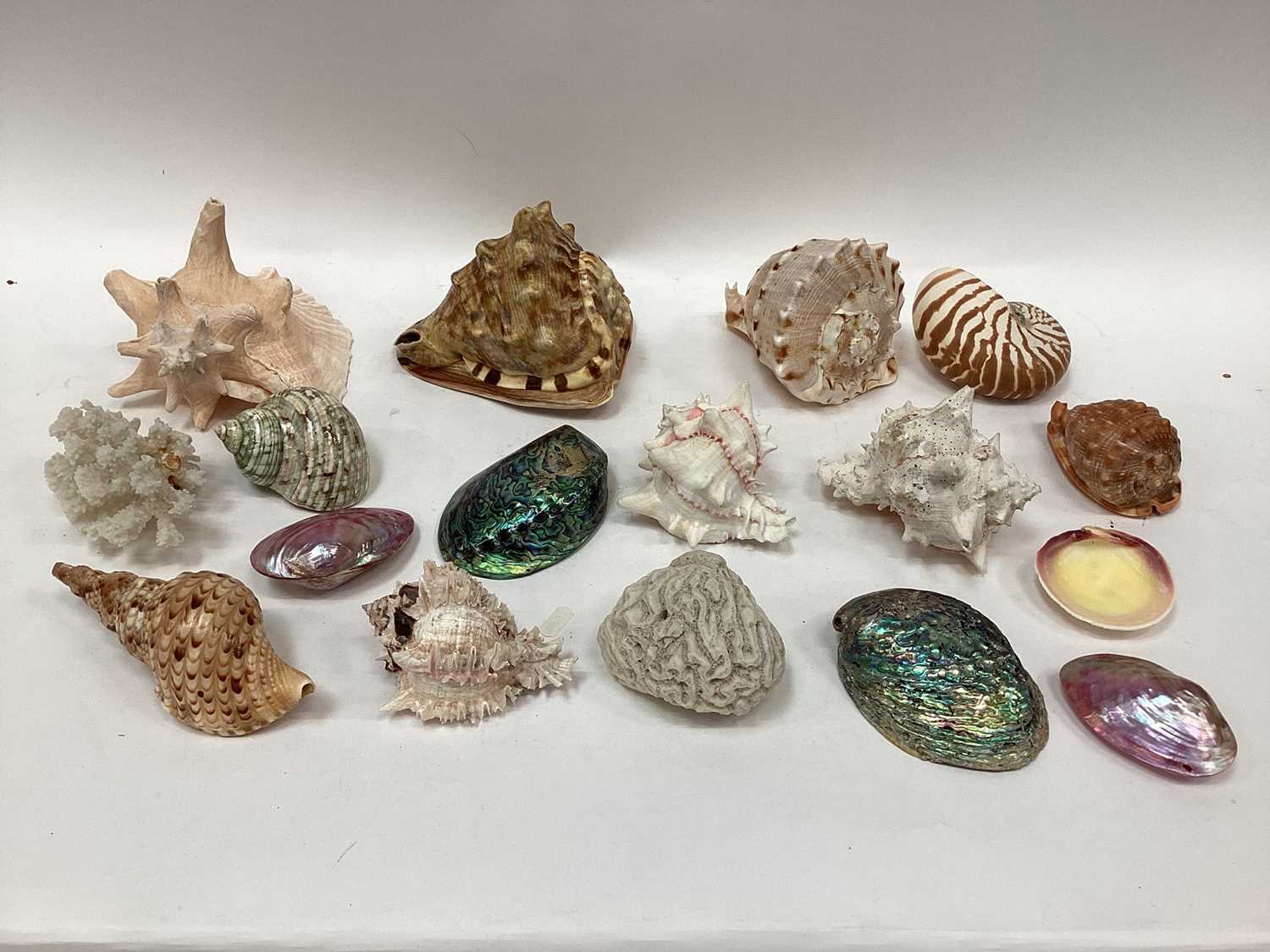 Lot 2560 - Collection of exotic sea shells