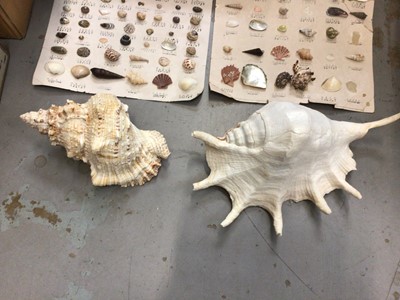 Lot 22 - Quantity of sea shells