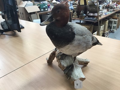 Lot 54 - Preserved duck on naturalistic branch base