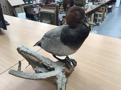 Lot 54 - Preserved duck on naturalistic branch base