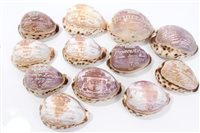 Lot 35 - Rare set of ten Victorian Carsved cowrie...