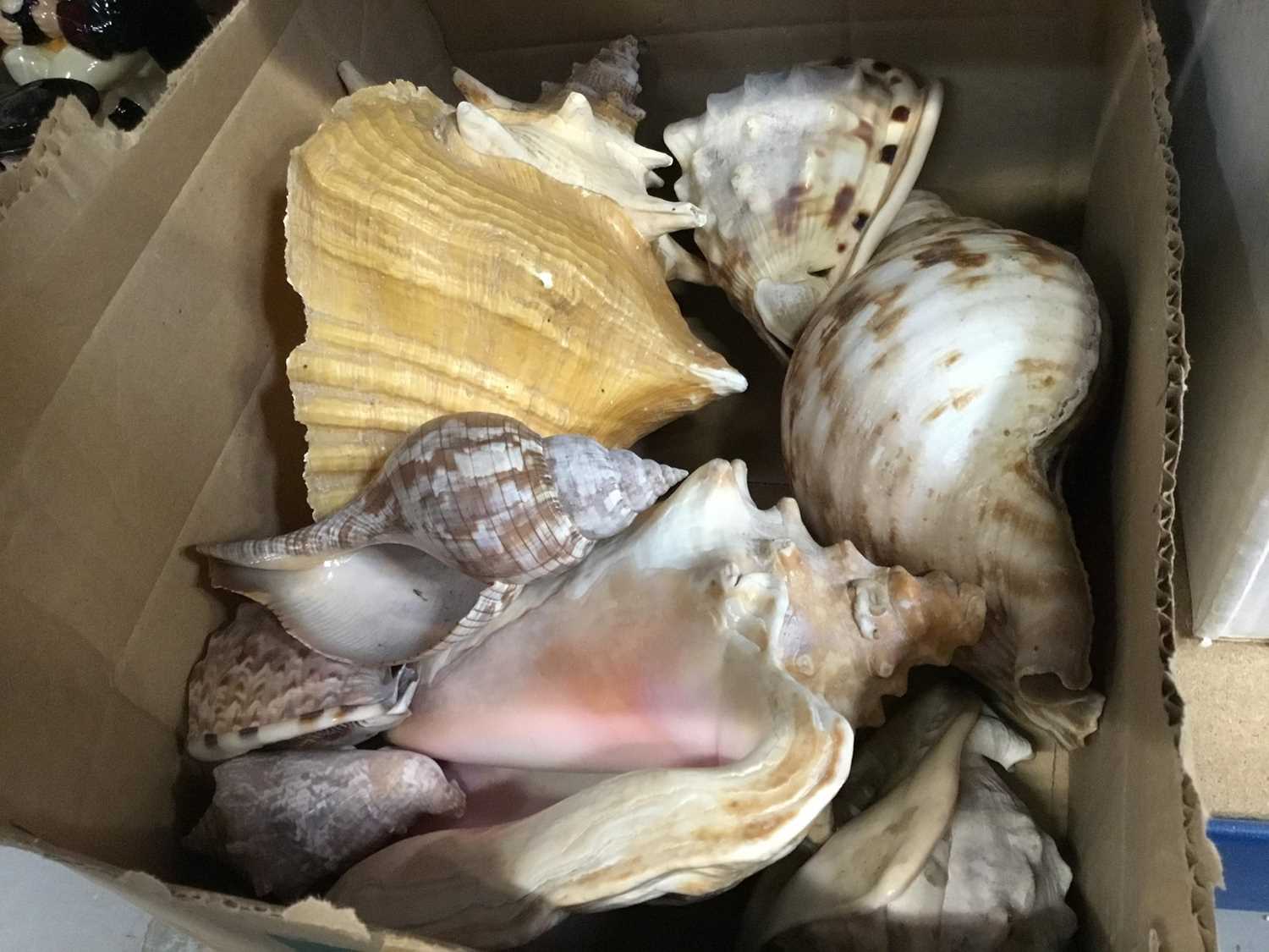 Lot 78 - Lot large sea shells
