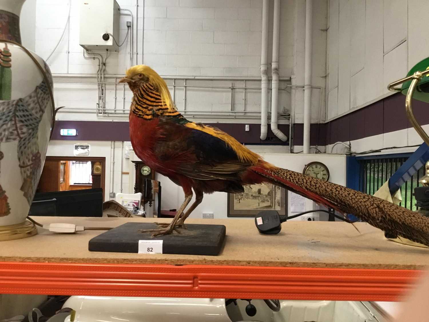 Lot 82 - Preserved Chinese Pheasant on stand, marquetry pheasant panel and pictures.