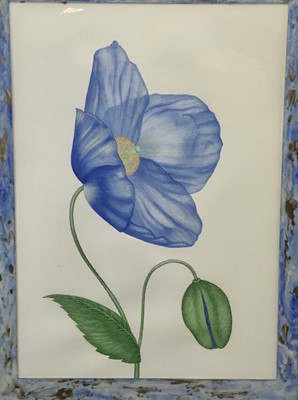 Lot 114 - Nicola Wiehahn watercolour in glazed frame 'Mecanopsis', 70cm x 92cm overall