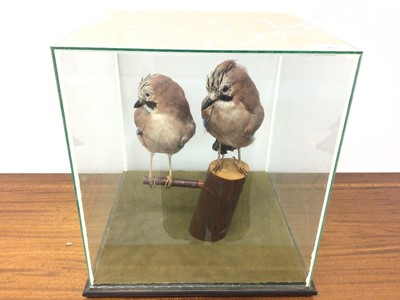 Lot 923 - Pair of Jays on wooden perch in glazed case, 37cm x 33cm