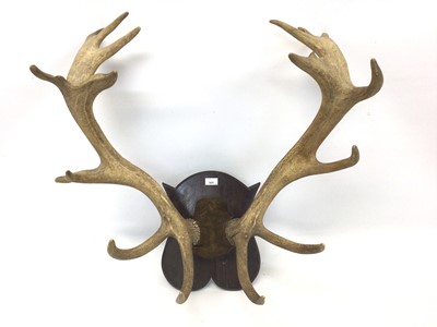 Lot 920 - Pair of Stag antlers on shield shaped wooden wall mount, 71cm high x 83cm wide